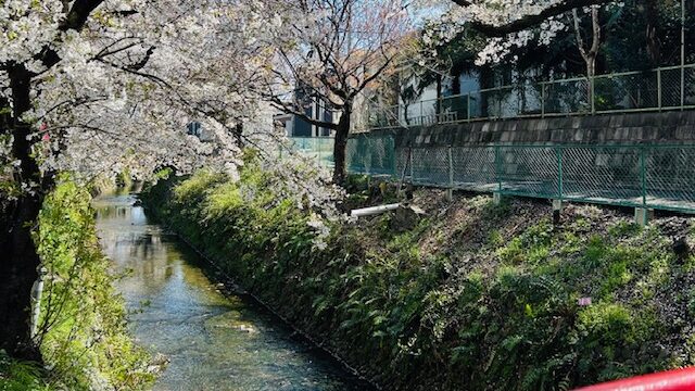 桜の画像